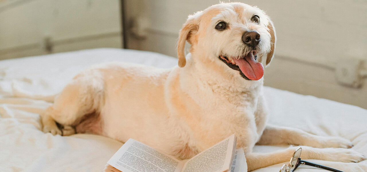 What are the most popular bed sizes for adults? Suilong UK